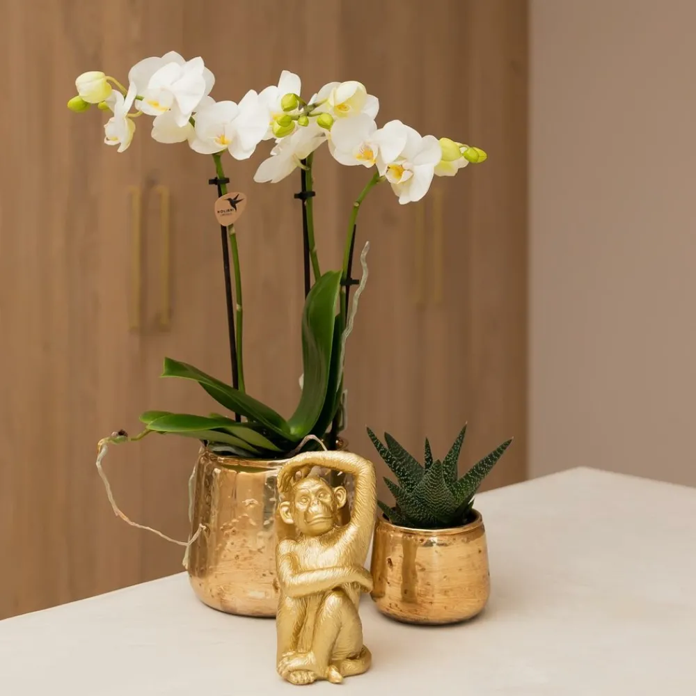 La Green Touch - Phalaenopsis amabilis en pot luxueux doré 35cm - plante d'intérieur Discount