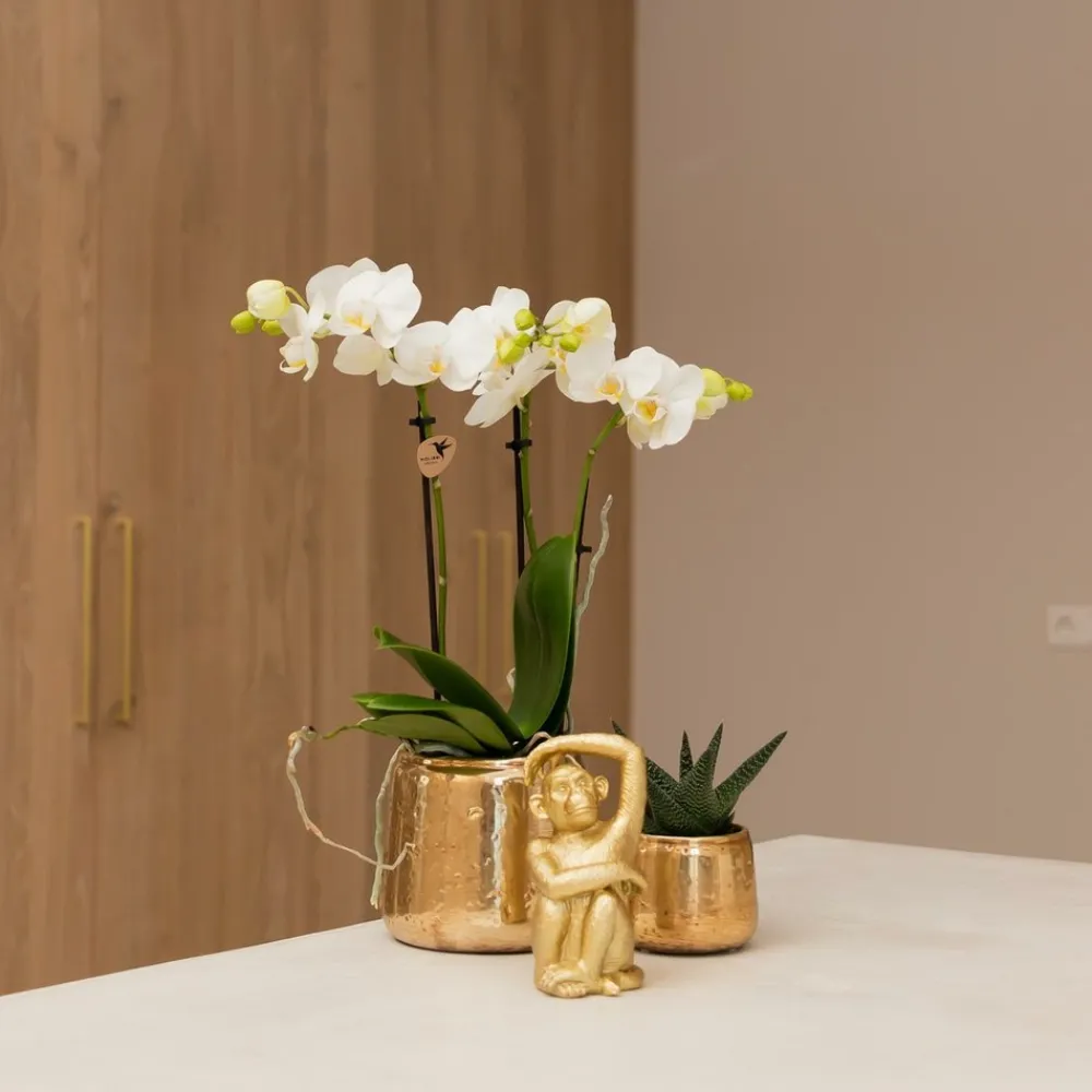 La Green Touch - Phalaenopsis amabilis en pot luxueux doré 35cm - plante d'intérieur Discount
