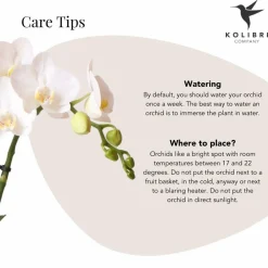 La Green Touch - Phalaenopsis amabilis en pot luxueux doré 35cm - plante d'intérieur Discount