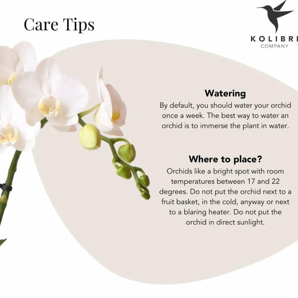 La Green Touch - Phalaenopsis amabilis en pot luxueux doré 35cm - plante d'intérieur Discount