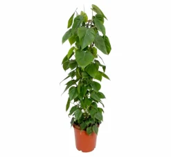 La Green Touch Plantes Vertes | - Philodendron scandens 120cm - plante d'intérieur