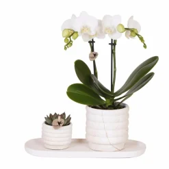 La Green Touch - Plante phalaenopsis orchidee et succulent avec pot céramique Outlet