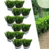 La Green Touch - 72 plantes euonymus 'green spire' Online