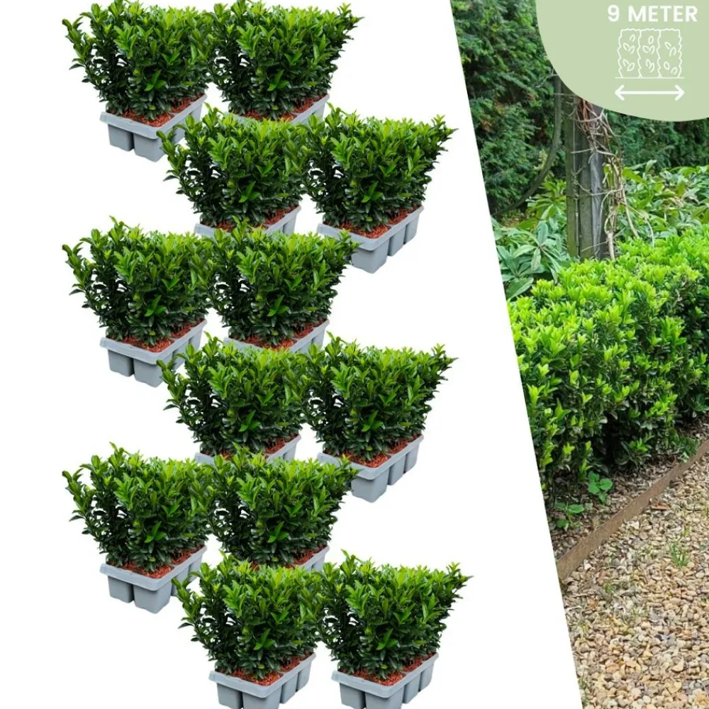 La Green Touch - 72 plantes euonymus 'green spire' Online