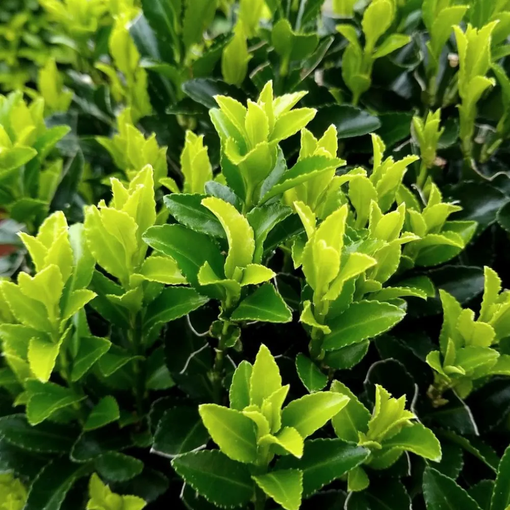 La Green Touch - 72 plantes euonymus 'green spire' Online