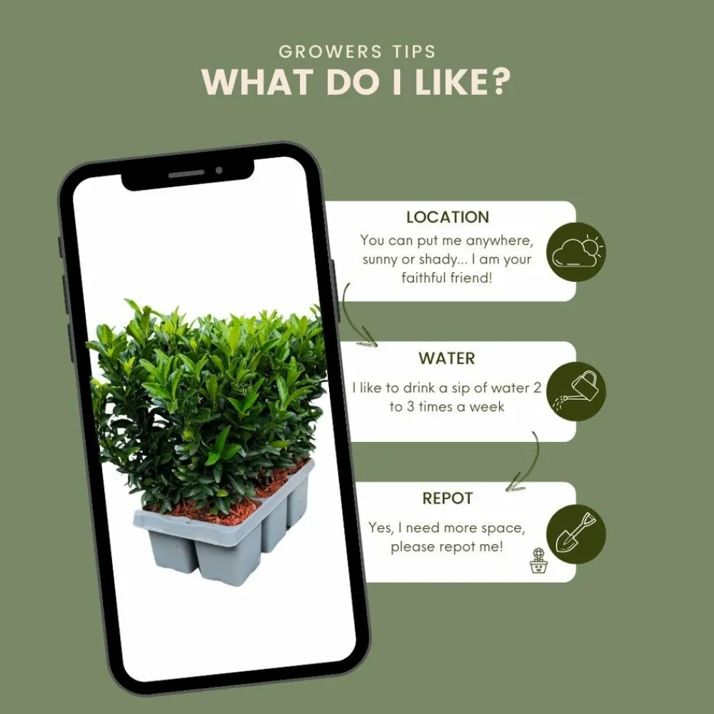 La Green Touch - 72 plantes euonymus 'green spire' Online
