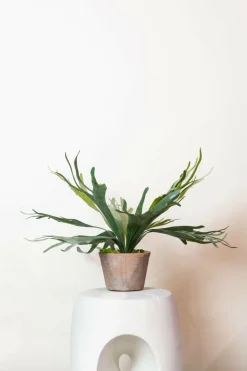 La Green Touch - Platycerium plante artificielle- h50cm, ø15cm Best