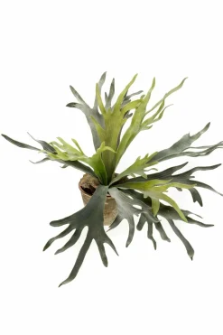 La Green Touch - Platycerium plante artificielle- h50cm, ø15cm Best