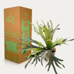 La Green Touch - Platycerium plante artificielle- h50cm, ø15cm Best