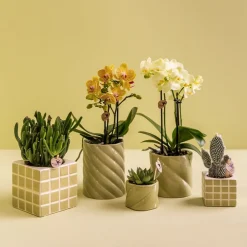 La Green Touch Cache-Pots Et Bacs D'Intérieur | - Pot décoratif candy vert