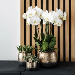 La Green Touch - Pot décoratif citrus cuivre élité Outlet