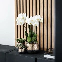 La Green Touch - Pot décoratif elite en cuivre Best