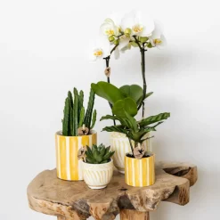 La Green Touch Cache-Pots Et Bacs D'Intérieur | - Pot décoratif granada - jaune