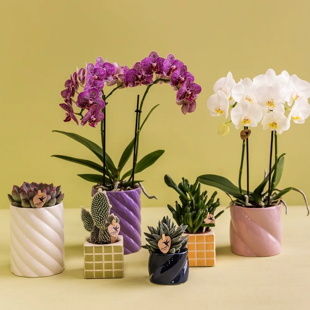 La Green Touch Cache-Pots Et Bacs D'Intérieur | - Pot décoratif mosa - orange