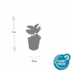 La Green Touch - Rudbeckia 'goldsturm' x60 – entre 3,75 et 5m2