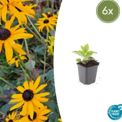 La Green Touch - Rudbeckia 'goldsturm' x6 – entre 0,38 et 0,5m2 Best