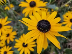 La Green Touch - Rudbeckia 'goldsturm' x6 – entre 0,38 et 0,5m2 Best