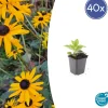 La Green Touch - Rudbeckia 'goldsturm' x40 – entre 2,5 et 3,33m2 Best