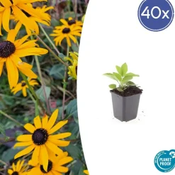 La Green Touch - Rudbeckia 'goldsturm' x40 – entre 2,5 et 3,33m2 Best