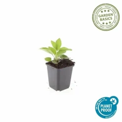 La Green Touch - Rudbeckia 'goldsturm' x40 – entre 2,5 et 3,33m2 Best