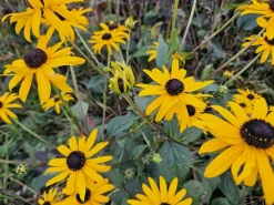La Green Touch - Rudbeckia 'goldsturm' x40 – entre 2,5 et 3,33m2 Best