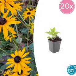 La Green Touch - Rudbeckia 'goldsturm' x40 – entre 2,5 et 3,33m2 Best