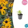 La Green Touch - Rudbeckia 'goldsturm' x20 – entre 1,25 et 1,67m2 Hot