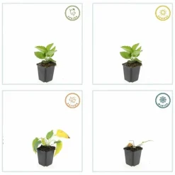 La Green Touch - Rudbeckia 'goldsturm' x20 – entre 1,25 et 1,67m2 Hot