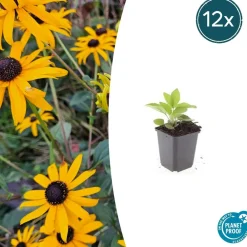 La Green Touch - Rudbeckia 'goldsturm' x20 – entre 1,25 et 1,67m2 Hot