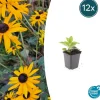 La Green Touch Fleurs De Saison | - Rudbeckia 'goldsturm' x12 – entre 0,75 et 1m2