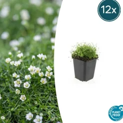 La Green Touch Plantes Vivaces | - Sagine subulée x6 – entre 0,38 et 0,5m2