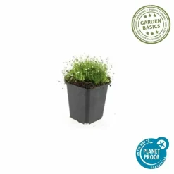 La Green Touch - Sagine subulée x12 – entre 0,75 et 1m2 Hot