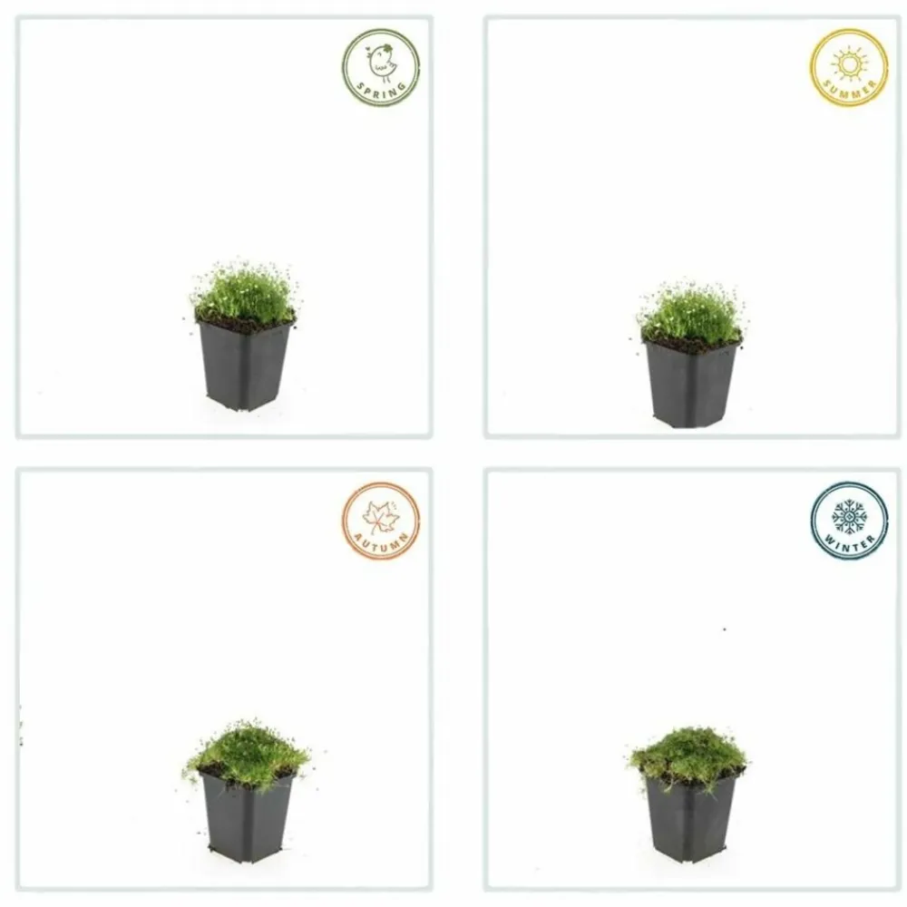 La Green Touch - Sagine subulée x40 – entre 2,5 et 3,33m2