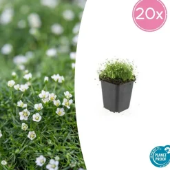 La Green Touch - Sagine subulée x40 – entre 2,5 et 3,33m2
