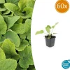 La Green Touch Fleurs De Saison | - Sauge de jérusalem x60 – entre 3,75 et 5m2