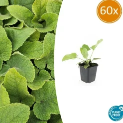 La Green Touch Fleurs De Saison | - Sauge de jérusalem x60 – entre 3,75 et 5m2