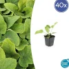 La Green Touch Fleurs De Saison | - Sauge de jérusalem x40 – entre 2,5 et 3,33m2