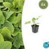 La Green Touch - Sauge de jérusalem x6 – entre 0,38 et 0,5m2 Best
