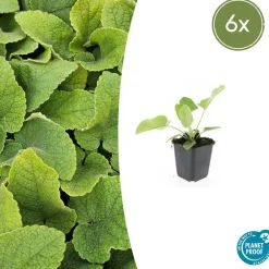La Green Touch - Sauge de jérusalem x6 – entre 0,38 et 0,5m2 Best