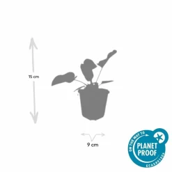 La Green Touch - Sauge de jérusalem x6 – entre 0,38 et 0,5m2 Best