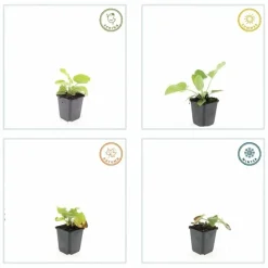 La Green Touch - Sauge de jérusalem x6 – entre 0,38 et 0,5m2 Best