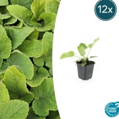 La Green Touch - Sauge de jérusalem x12 – entre 0,75 et 1m2 Hot