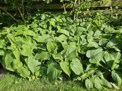 La Green Touch - Sauge de jérusalem x12 – entre 0,75 et 1m2 Hot