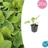 La Green Touch - Sauge de jérusalem x20 – entre 1,25 et 1,67m2 Outlet