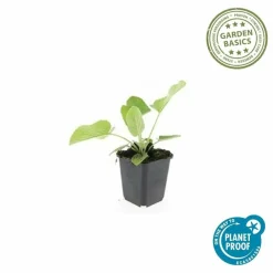 La Green Touch - Sauge de jérusalem x20 – entre 1,25 et 1,67m2 Outlet