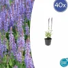 La Green Touch Fleurs De Saison | - Sauge des bois 'caradonna' x40 – entre 2,5 et 3,33m2