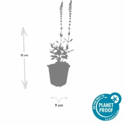La Green Touch Fleurs De Saison | - Sauge des bois 'caradonna' x40 – entre 2,5 et 3,33m2
