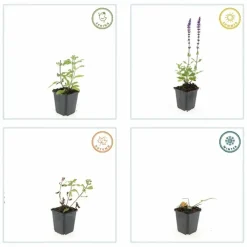 La Green Touch Fleurs De Saison | - Sauge des bois 'caradonna' x40 – entre 2,5 et 3,33m2