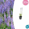 La Green Touch - Sauge des bois 'caradonna' x20 – entre 1,25 et 1,67m2 Discount