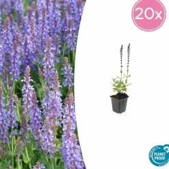 La Green Touch - Sauge des bois 'caradonna' x20 – entre 1,25 et 1,67m2 Discount